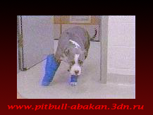 http://pitbull-abakan.3dn.ru/_bl/0/44272110.png